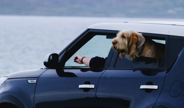 Eco-Friendly Pet Moving Tips