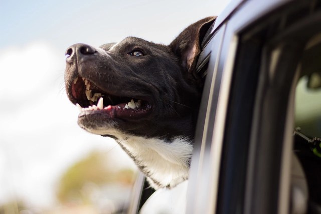 How to Help Pets Adapt to Relocating to Lynnwood