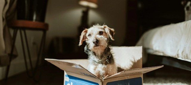 Long-distance Move With Your Pet &#8211; How to Organize It?