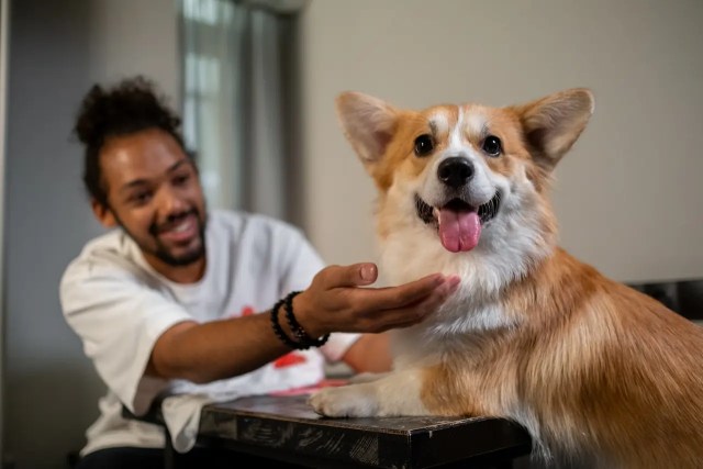 Moving across the States with pets: Ultimate guide for a joyful journey