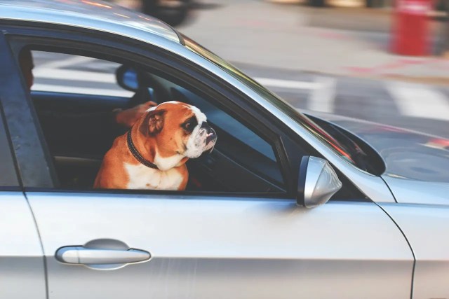 Pet-friendly Seattle: How to help your furry friends adjust