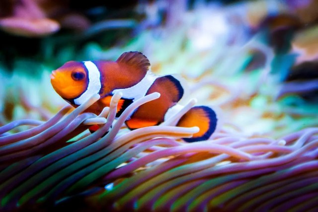 Tips for moving your home aquarium